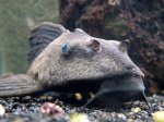 Dogfish reduc..JPG