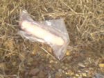 DSC00232m.JPG