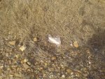 DSC002311.JPG