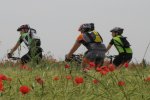 btt_amapolas.jpg