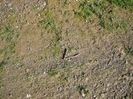 IMG_0272.JPG
