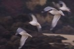 gaivotas_lento.jpg