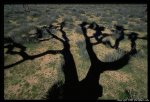 joshua-tree-40_3.jpg