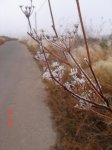 DSC05229.JPG