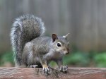 Ardillas_002.jpg