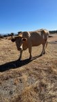thumbnail_IMG_8302.jpg