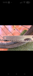 Screenshot_20260519-141539.png