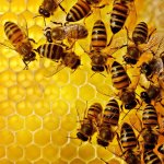 enjambre-de-abejas_f1caeca5_800x800.jpg