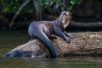 nutria-gigante_788_0_600.jpg
