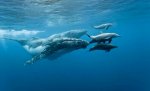 Ballenas.jpg