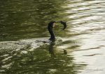 DSC_4885.JPG