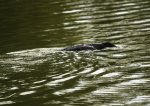 DSC_4894.JPG
