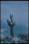 nieveeneldesiertodesonoeo1.jpg