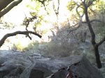 bosque.jpg