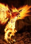pajaro-fuego.jpg