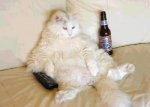 gato_gordo1.jpg