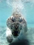 tigre6.jpg