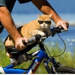 1bikecat.JPG