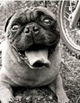 6bikedog.JPG