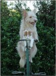 9bikedogcat.JPG