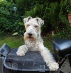 2bikedogmini.JPG