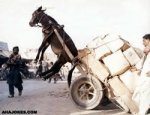 los_burros_borrachos.jpg
