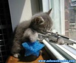 gatitos.jpg