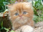 beethoven0907042.JPG