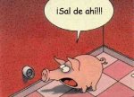 cochon[1].jpg