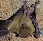 051208_bat_testes_02.jpg