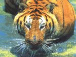 tiger_1024.jpg