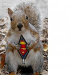 squirrel.JPG