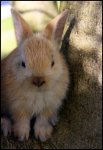 Babybunny_by_trishvandenberg.jpg