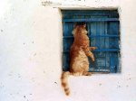 cat_at_window_xp.jpg