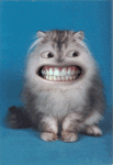5560.gif