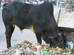 041206022220_holy_cow_eating_garbage.jpg