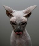 gato51.jpg