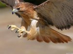 Bird_of_prey.jpg