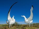 Albatroses_-_Proclamation_Island_New_Zealand.jpg