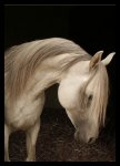 Lonely_Pony_by_Butterfly_rainbow.jpg