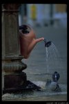 venice-water-pidgeon-79_3.jpg