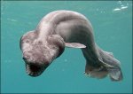 tiburon-prehistorico.jpg