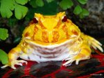argentine-horn-frog redux.JPG