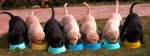 foto-perros-labrador-2.jpg