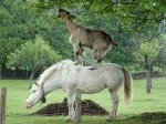 fotos-graciosas-caballo.jpg