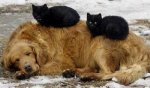 fotos-perro-gato-2.jpg
