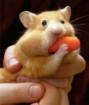 hamster.jpg