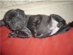 perrita-laila2.jpg
