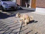 perro con la pata jodia.jpg