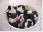 perros-tazon.jpg